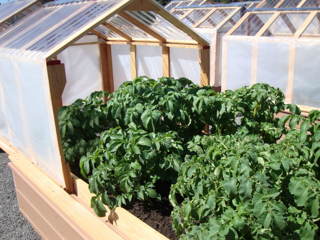 mini greenhouses 5